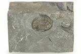 Isoteloides Flexus Trilobite - Fillmore Formation, Utah #268996-1
